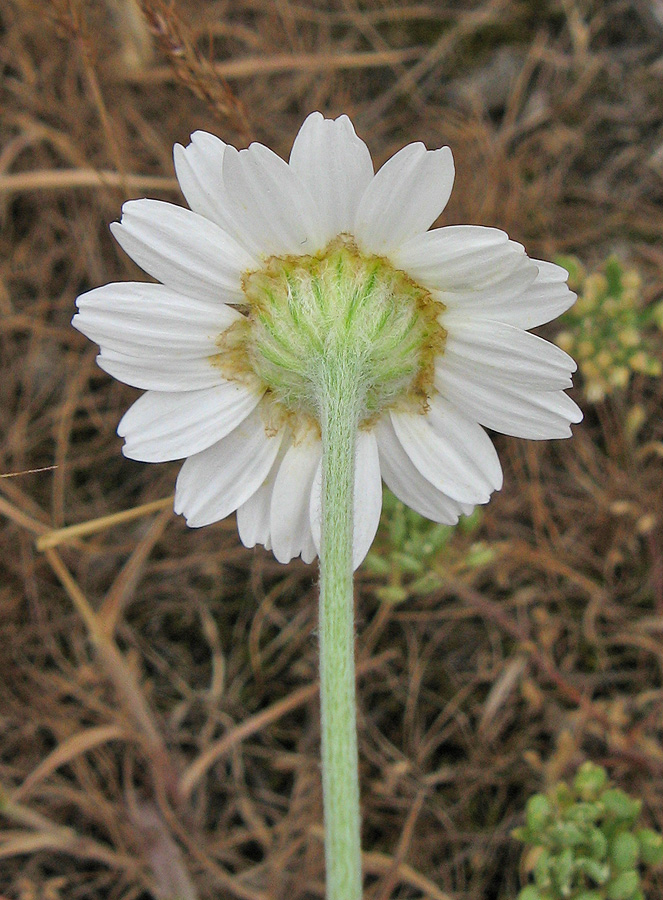 Изображение особи Anthemis ruthenica.