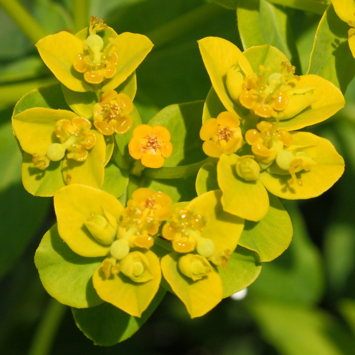 Изображение особи Euphorbia palustris.