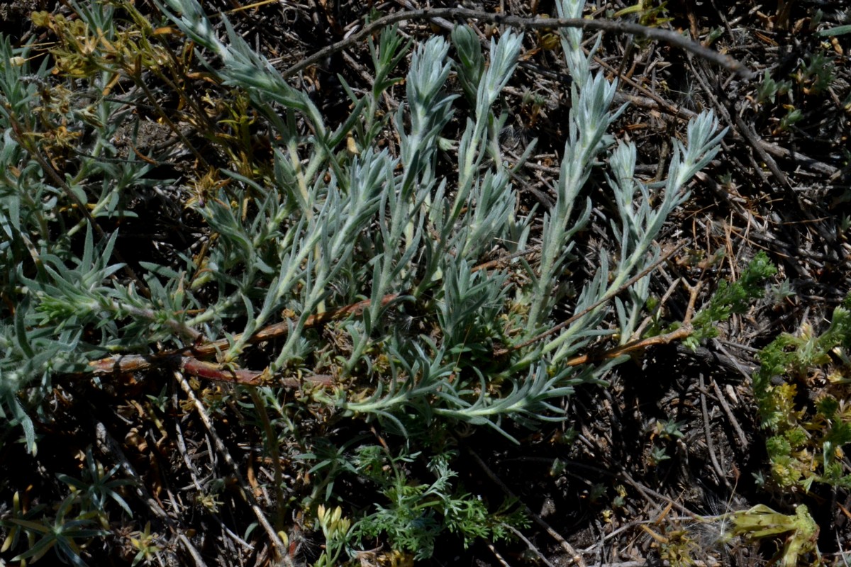 Изображение особи Bassia prostrata.