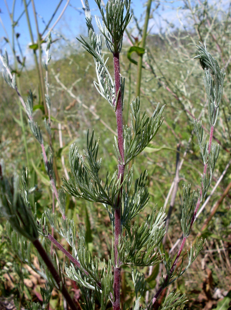 Image of Artemisia marschalliana specimen.