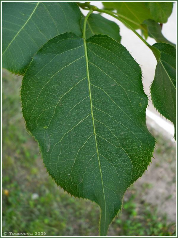 Изображение особи Pyrus ussuriensis.