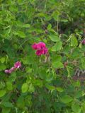 Lathyrus roseus. Побеги с соцветиями. Карачаево-Черкесия, Теберда, гора Лысая. 29.05.2013.