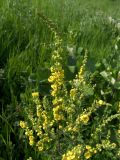 Verbascum marschallianum