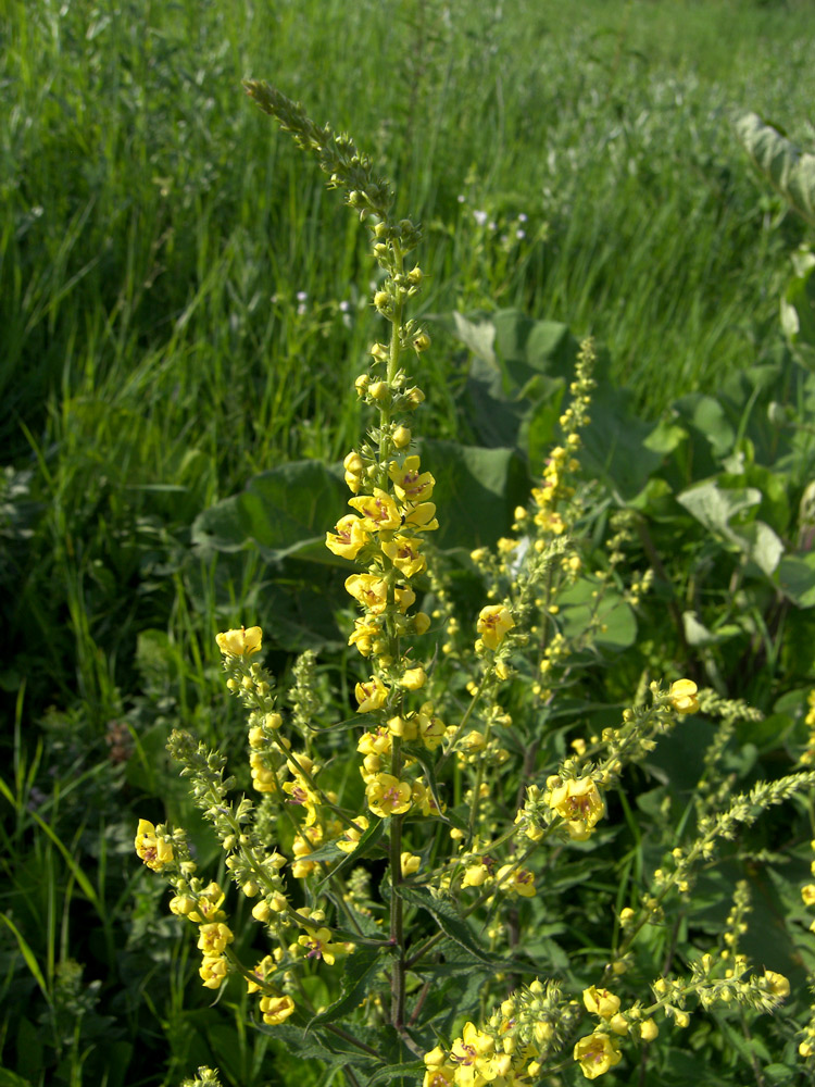 Изображение особи Verbascum marschallianum.