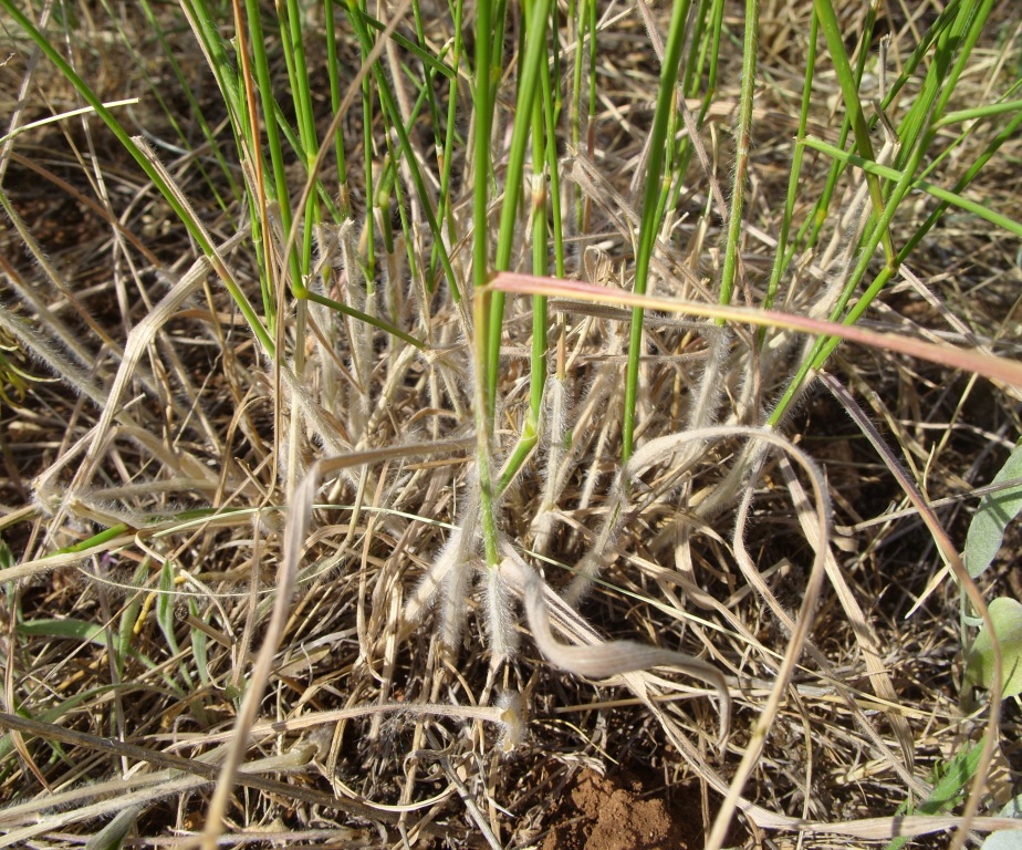 Изображение особи род Agropyron.