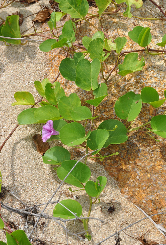 Изображение особи Ipomoea pes-caprae.