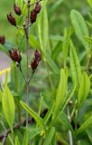 Hypericum frondosum