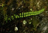 Asplenium subspecies kulumyssiense
