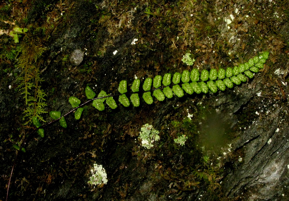 Image of Asplenium trichomanes ssp. kulumyssiense specimen.