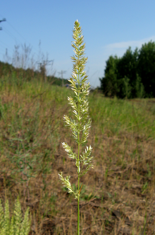 Изображение особи Koeleria glauca.