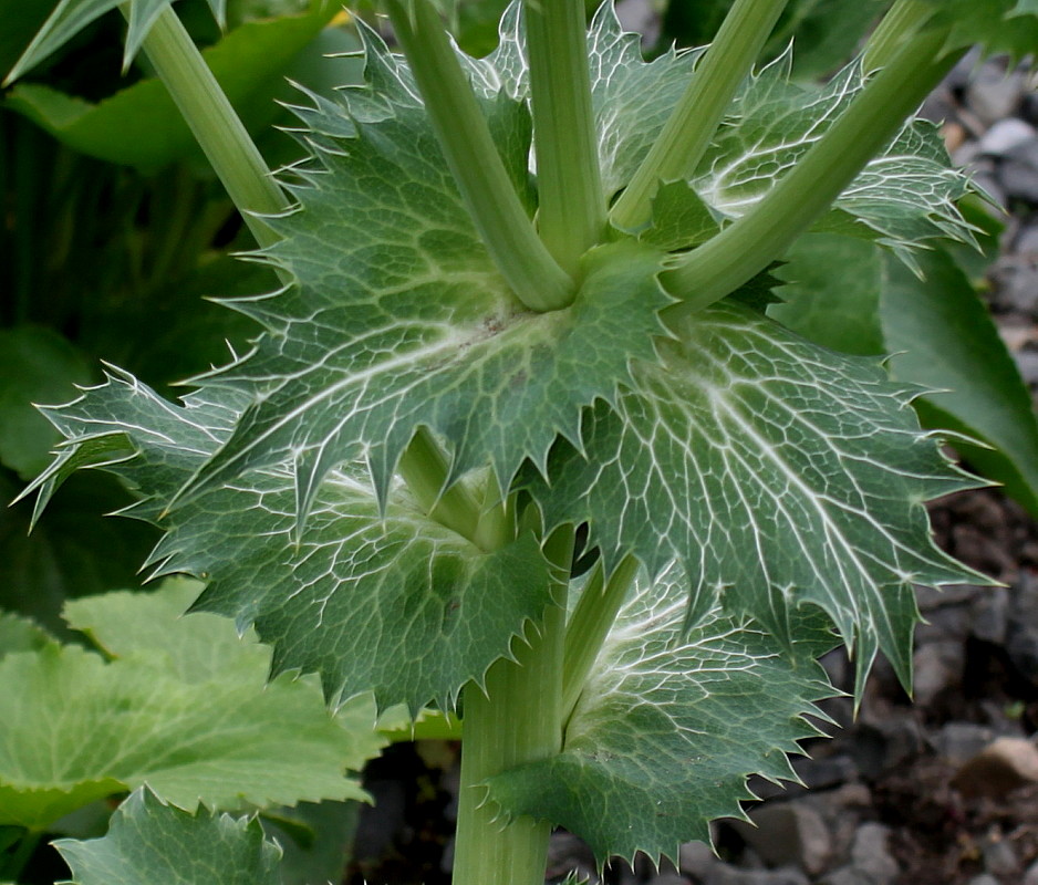 Image of Eryngium giganteum specimen.