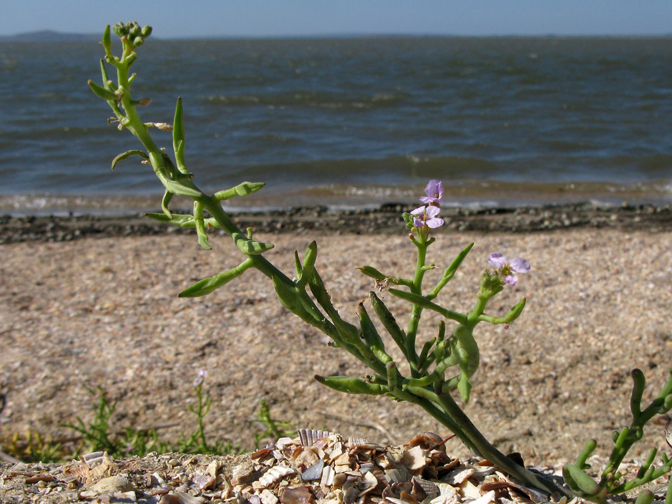 Image of Cakile euxina specimen.