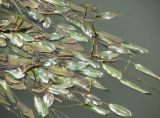 Potamogeton nodosus. Цветущие растения. Краснодарский край, станица Старонижестеблиевская, у моста через ерик Ангелинский. 25.08.2013.