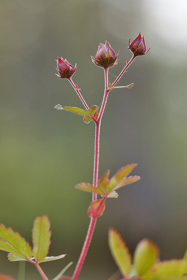 Image of Comarum palustre specimen.