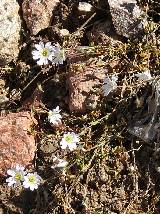 Изображение особи Dichodon cerastoides.