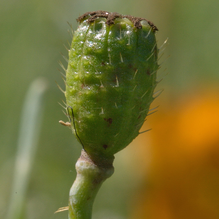 Изображение особи Papaver croceum.