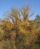 Hippophae rhamnoides