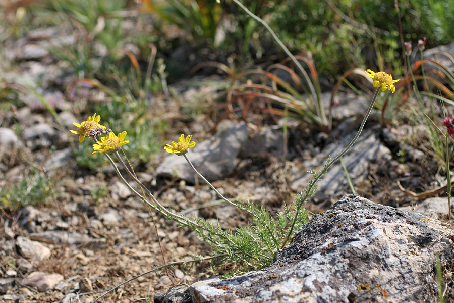 Image of Trichanthemis radiata specimen.