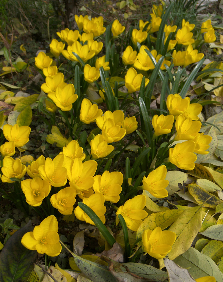 Изображение особи Sternbergia lutea.