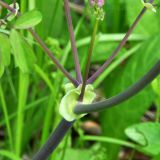 Thalictrum contortum