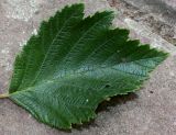 Alnus hirsuta. Лист. Германия, г. Дюссельдорф, Ботанический сад университета. 14.08.2013.