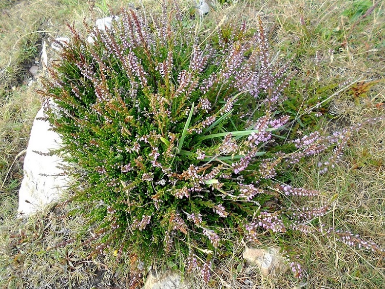 Image of Calluna vulgaris specimen.