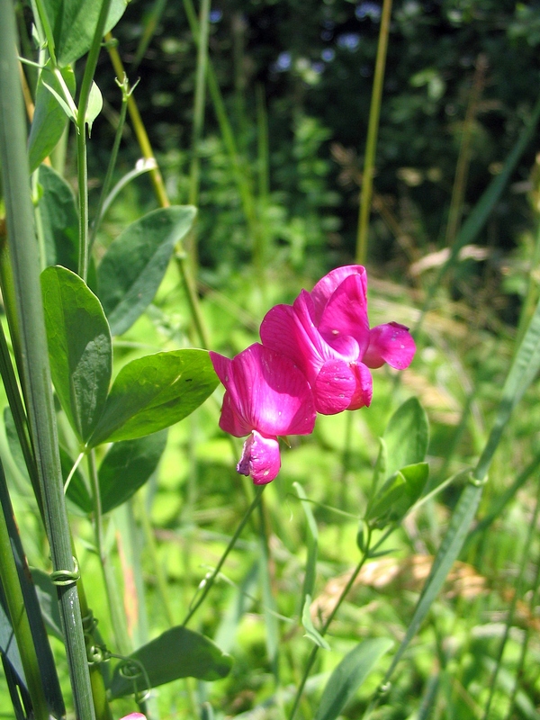 Image of Lathyrus tuberosus specimen.