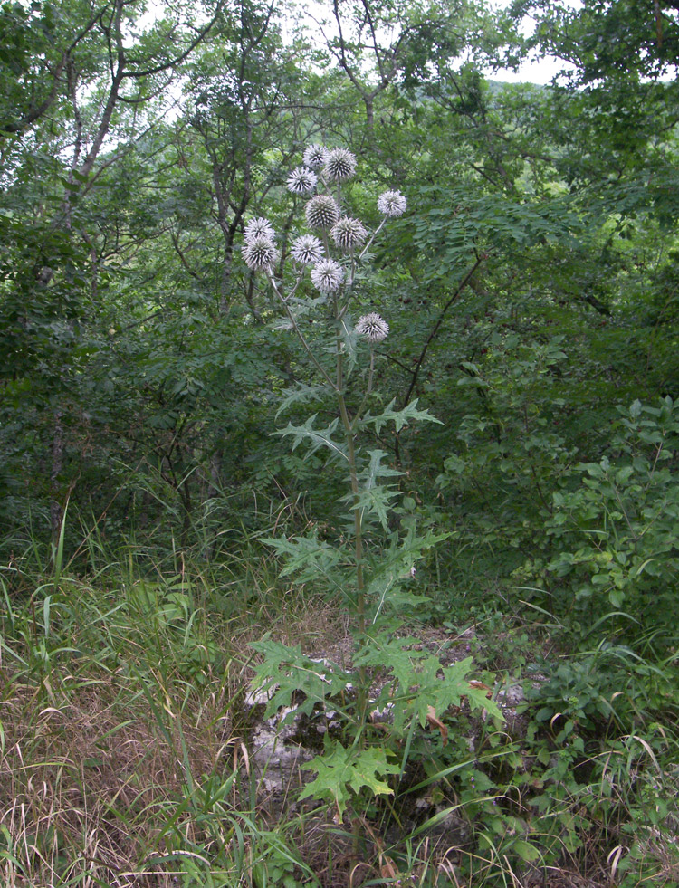 Изображение особи Echinops sphaerocephalus.
