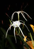 Hymenocallis