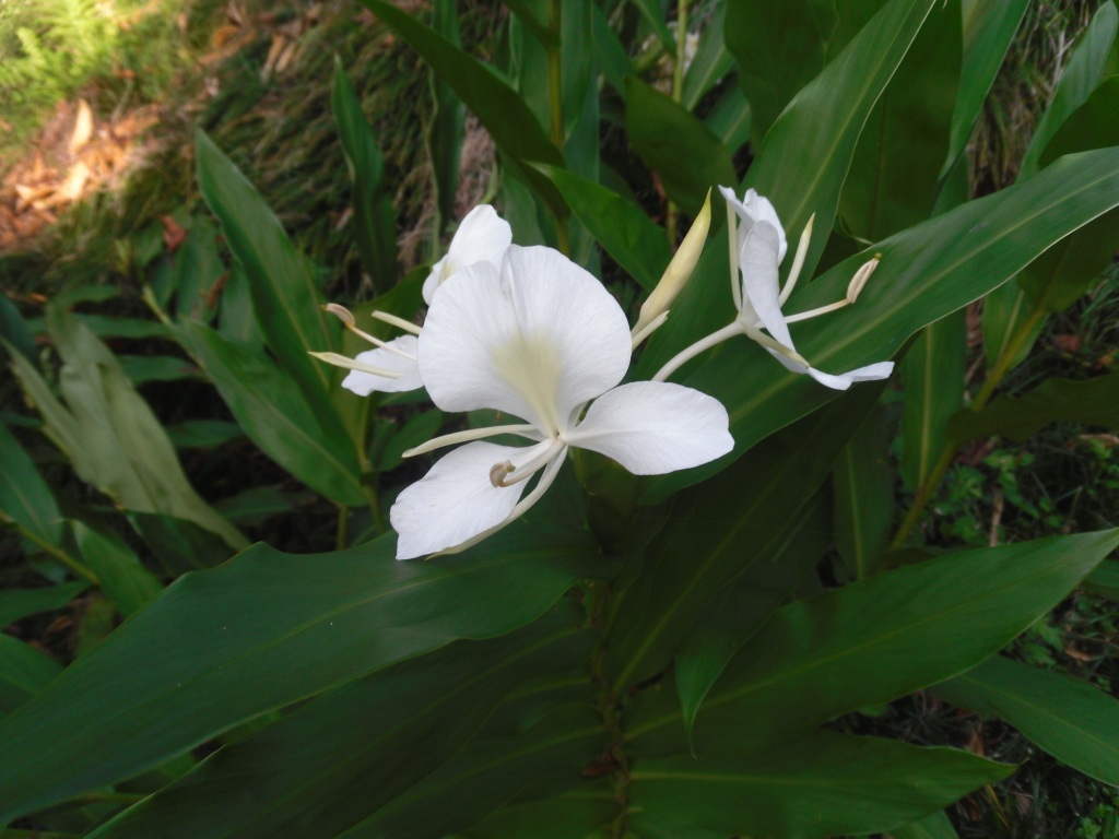 Изображение особи Hedychium coronarium.