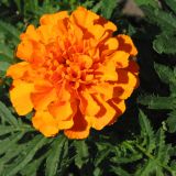 Tagetes patula. Соцветие. Восточный Казахстан, Уланский р-н, с. Украинка, дачный участок, в культуре. 14.07.2005.