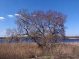 Populus nigra