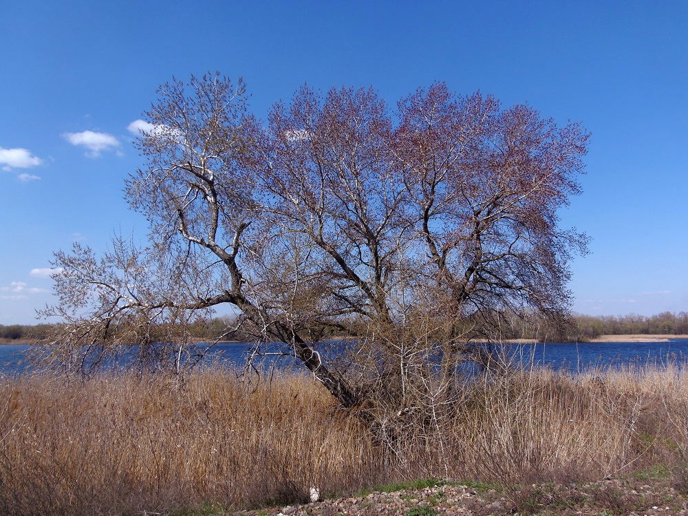 Изображение особи Populus nigra.