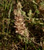 Image of specimen