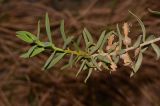 Eremophila maculata
