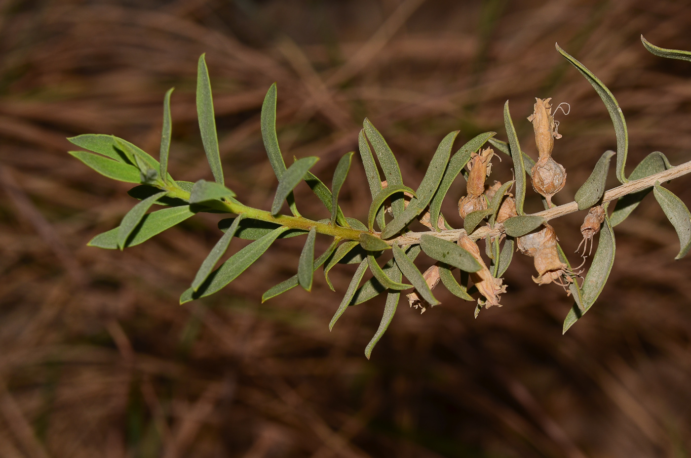 Image of Eremophila maculata specimen.