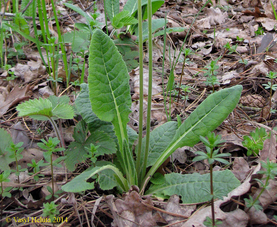 Image of Primula veris specimen.