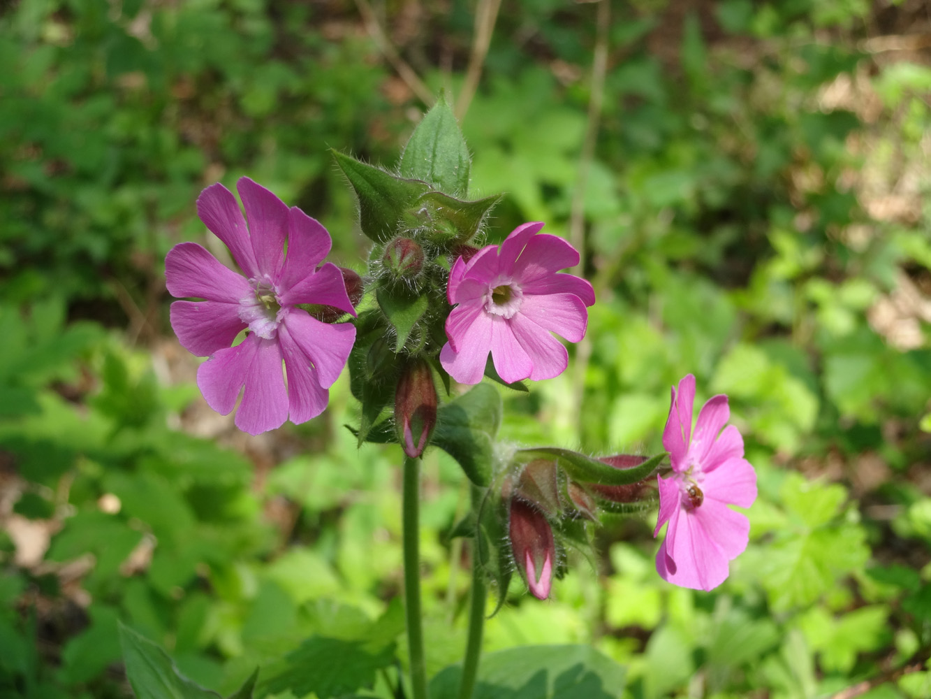 Изображение особи Melandrium dioicum.