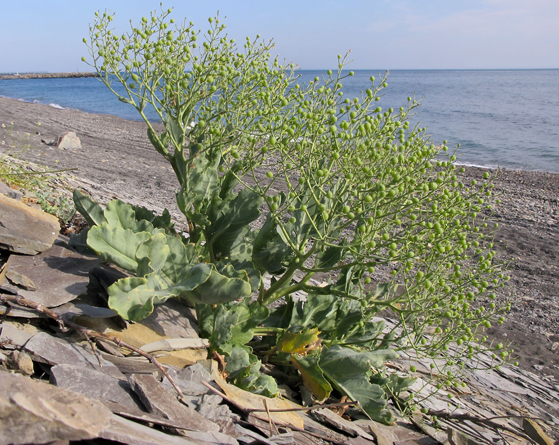 Изображение особи Crambe maritima.