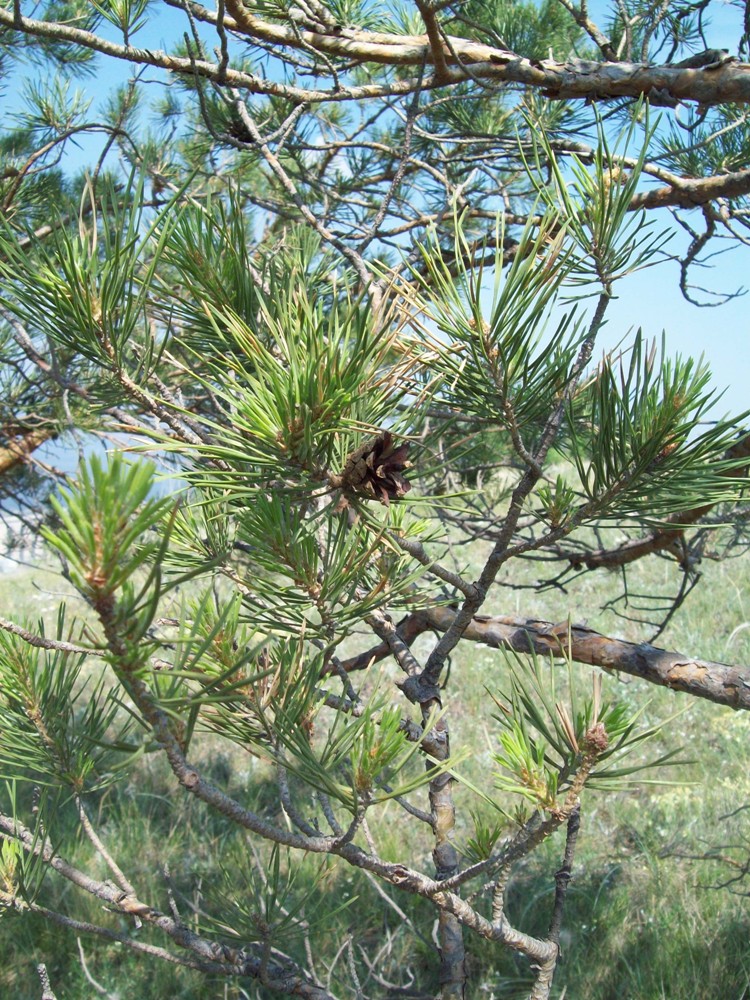 Изображение особи Pinus sylvestris.