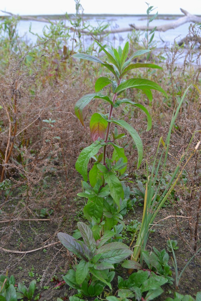 Изображение особи род Epilobium.