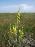 Linaria genistifolia