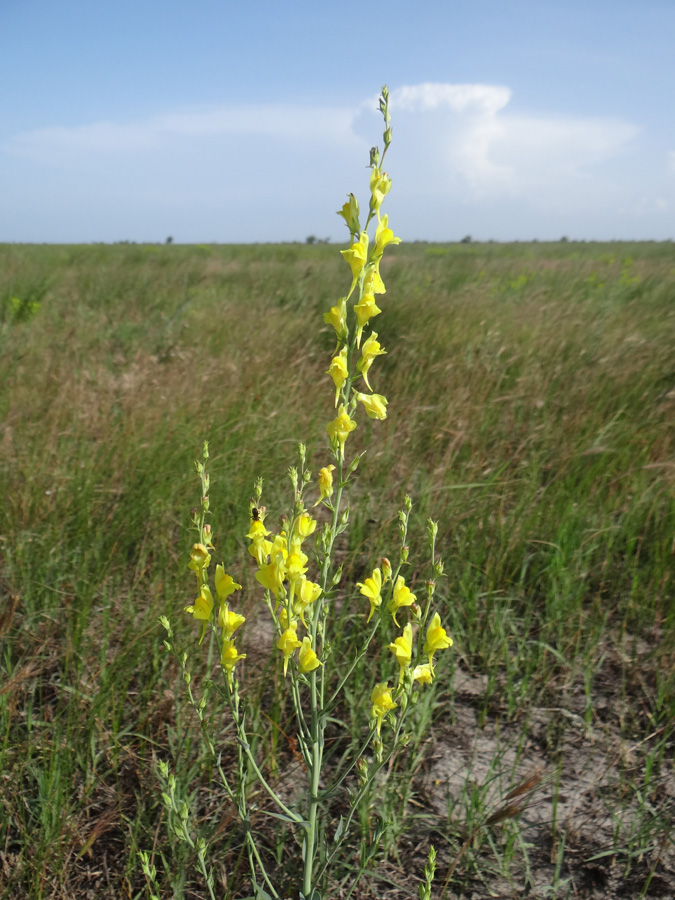 Image of Linaria genistifolia specimen.