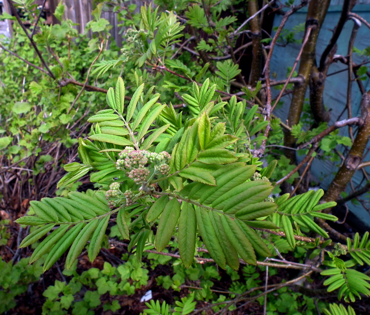 Image of Sorbus aucuparia ssp. glabrata specimen.