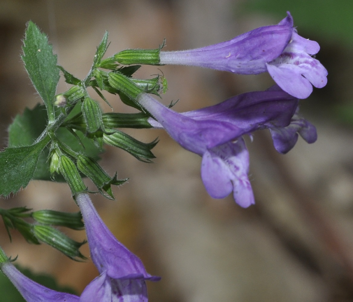 Изображение особи Drymosiphon grandiflorus.