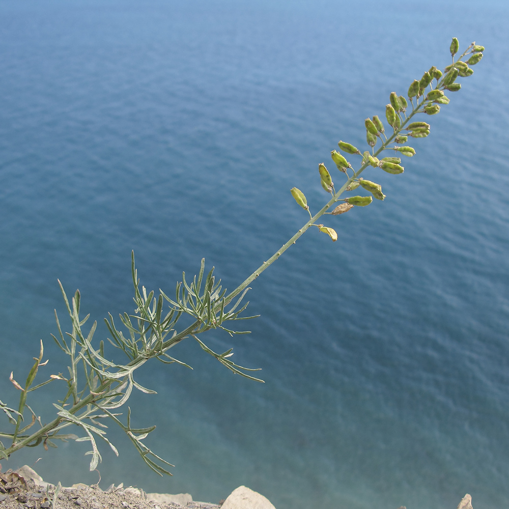 Image of Reseda lutea specimen.