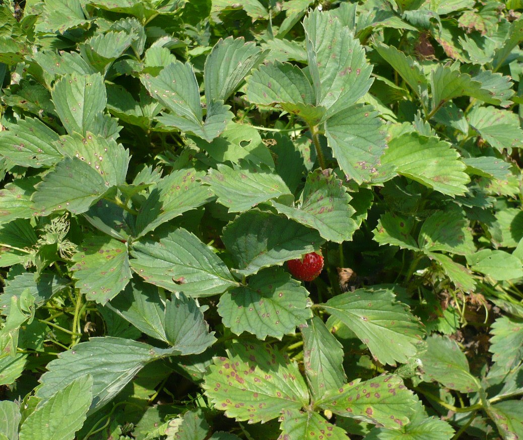 Изображение особи Fragaria × ananassa.