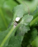 Image of taxon representative. Author is Раду Страту