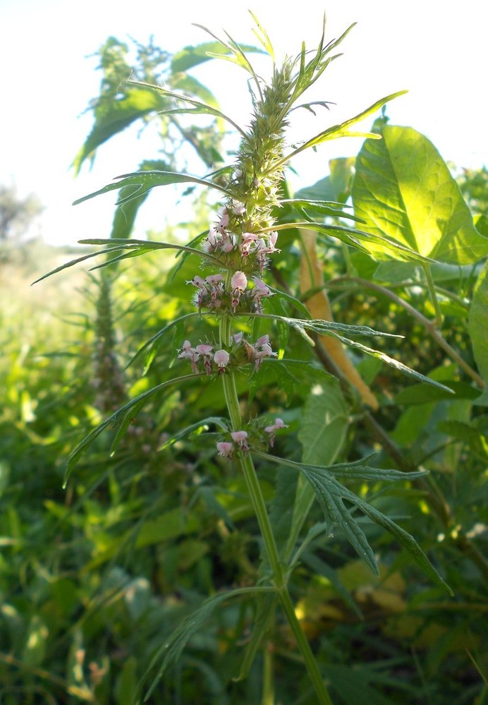 Изображение особи Leonurus glaucescens.