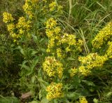 Solidago virgaurea